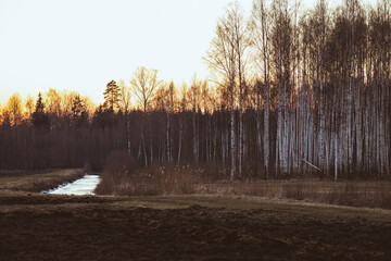 leafless birch forest and drainage ditch in sunset light
