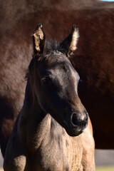 Fototapeta premium Warmblutfohlen