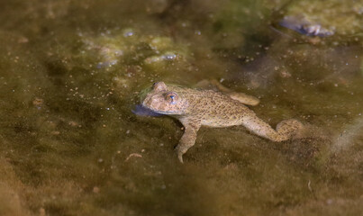 Yellow-bellied toad