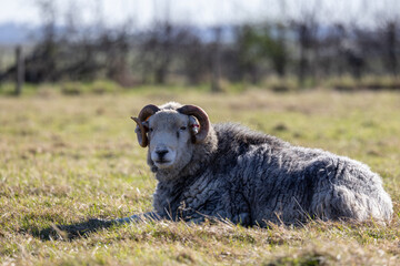 Sheep Lying in a Sunny Field