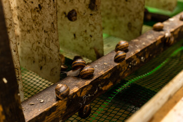 Hothouse for collect and process snail caviar. Snail farm.