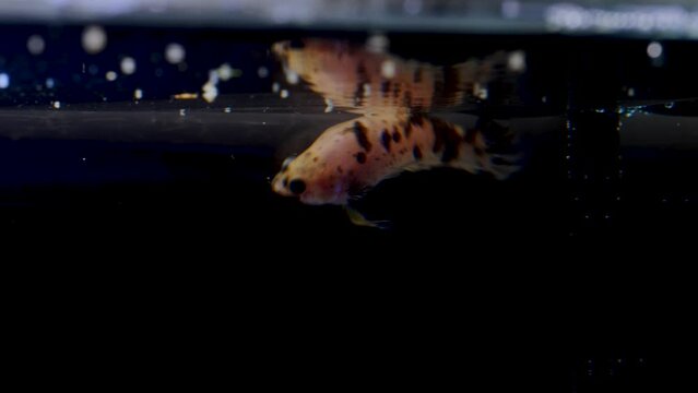 betta fish splenders pink , yellow with black spots swimming on black background