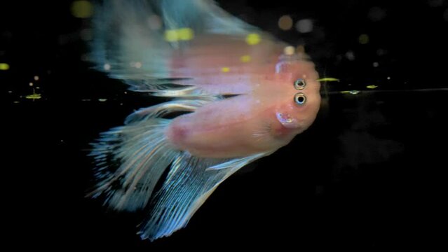 pex betta plackat splenders blue, lilac and white looking at its reflection on black background
