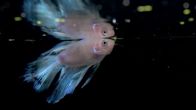 pex betta plackat splenders blue, lilac and white looking at its reflection on black background