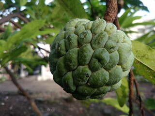 Young Green Sugar apple fruit (Custard apple) hanging on the tree in the morning