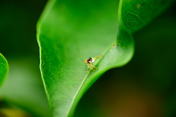 Spider on green leaf