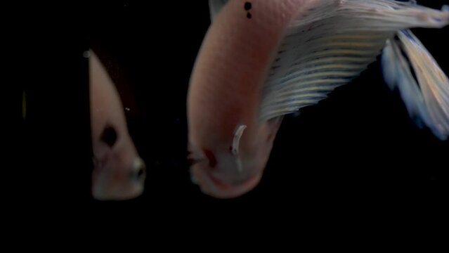pex betta plackat splenders blue, lilac and white looking at its reflection on black background