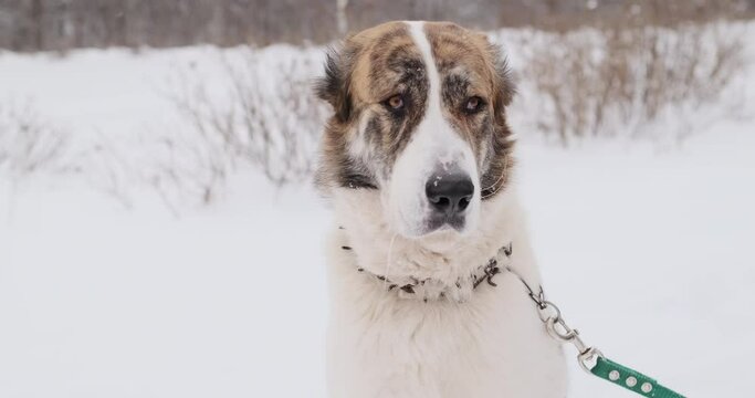 Big dog of the Alabai, a Central Asian shepherd breed in winter on the street. Close-up shooting. Shepherd, a guard dog of huge size