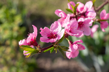 Pink peach tree flowers in spring