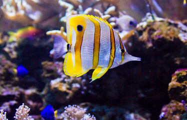Colorful tropical fish