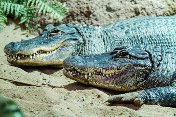 Two crocodiles sunbathing on sand