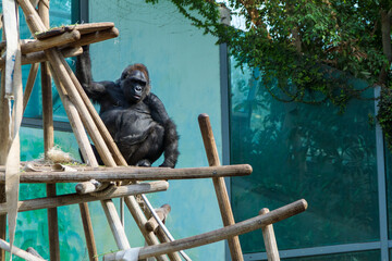 Obraz premium Gorilla on Wood Climbing Structure in Zoo Habitat