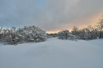 Obraz na płótnie Canvas Beautiful tree in winter landscape in snowfall