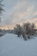 Beautiful tree in winter landscape in snowfall in early morning