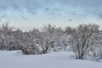 Beautiful tree in winter landscape in snowfall