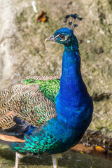 Peacock on grass