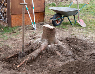 Baumstumpf wird entfernt im Garten