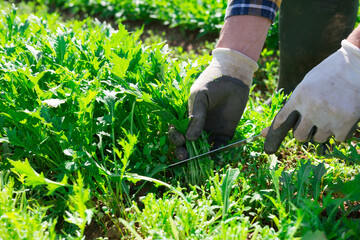 Obraz premium Male hands picking organic arugula on farm field