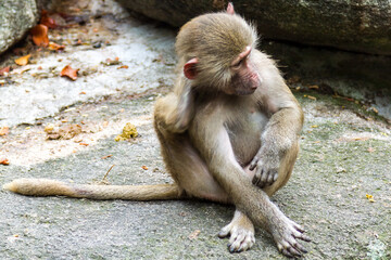 Macaque Monkey Sitting and Scratching Self on Rock