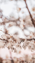 Kirschblüten. Kirschblütenbaum, Frühling, Natur, Pflanze, Baum, Spring, Cherry blossom, Japanische Kirschblüte