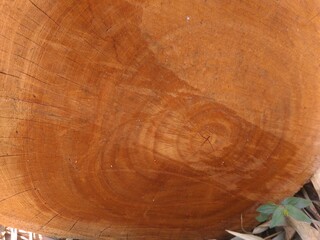 wood texture with the cross section of a cut log.