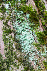 Picture of some trees in nature