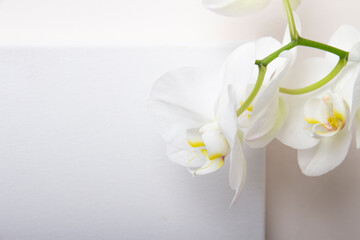 Orchid flower on the wall background