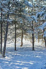 Beautiful tree in winter landscape in snowfall