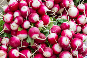 Bunches of fresh radishes at market
