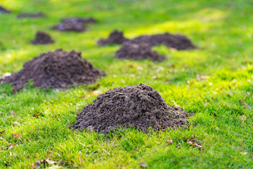 Lawn in the garden with mole hills - obrazy, fototapety, plakaty
