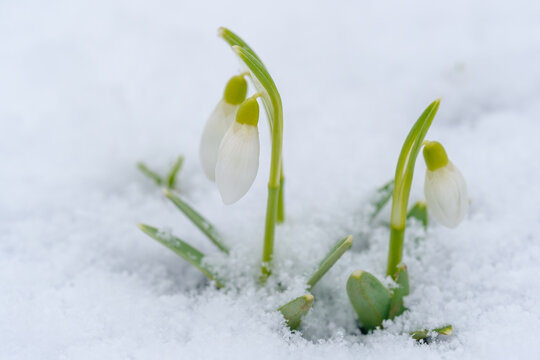 snowdrops grow from under the snow in early spring