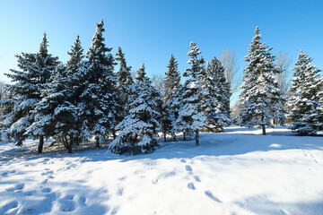 Beautiful tree in winter landscape in snowfall