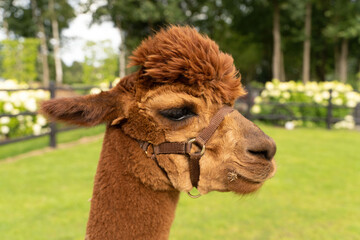 A brown Alpaca head. In a green field with white flowers. ears to the back. Wooden fence. Selective focus