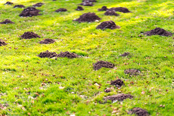 Lawn in the garden with mole hills