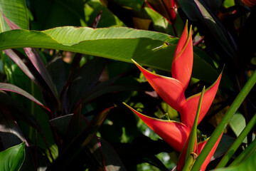 red tropical flower blooming on natural background