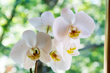 Closeup of colorful flower