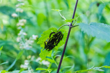 Swarm of Black Caterpillars on Underside of Leaf