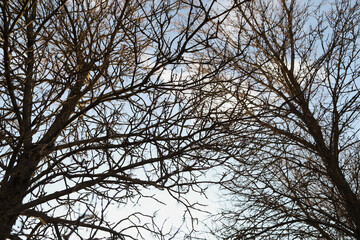 texture of spring branches against blue sky