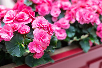 Homemade begonias are pink in pots. Flowers and buds