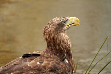 Fototapeta premium A detailed bald eagle head, yellow bill. The bird sits on the edge of the water, scanning the water's surface for fish
