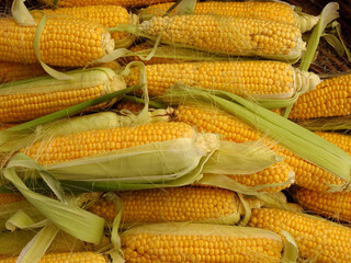Fototapeta na wymiar Fresh corn cobs on a farmers market stall in the Aegean coastal town Bodrum, Turkey. 