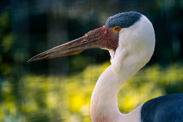 Close up portrait of a wild Stork