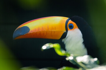 Close up portrait of a colourful toucan parrot