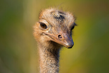 Close up portrait of a wild ostrich 