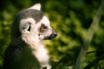 Close up portrait of a furry grey lemur