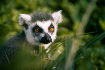 Close up portrait of a furry grey lemur in the grass
