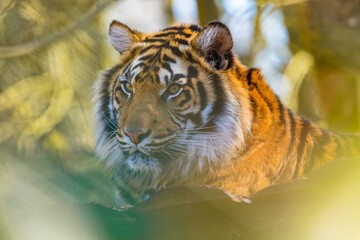 Portrait of a beautiful striped Sumatran tiger