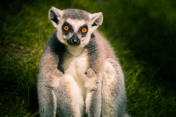 Close up portrait of a furry grey lemur - obrazy, fototapety, plakaty