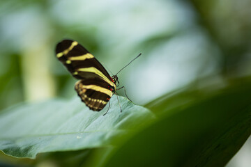 Macro close up of Black & White Zebra Winged Butterfly