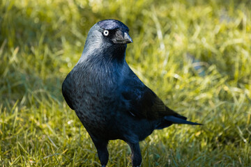 Black jackdaw bird in garden, close up